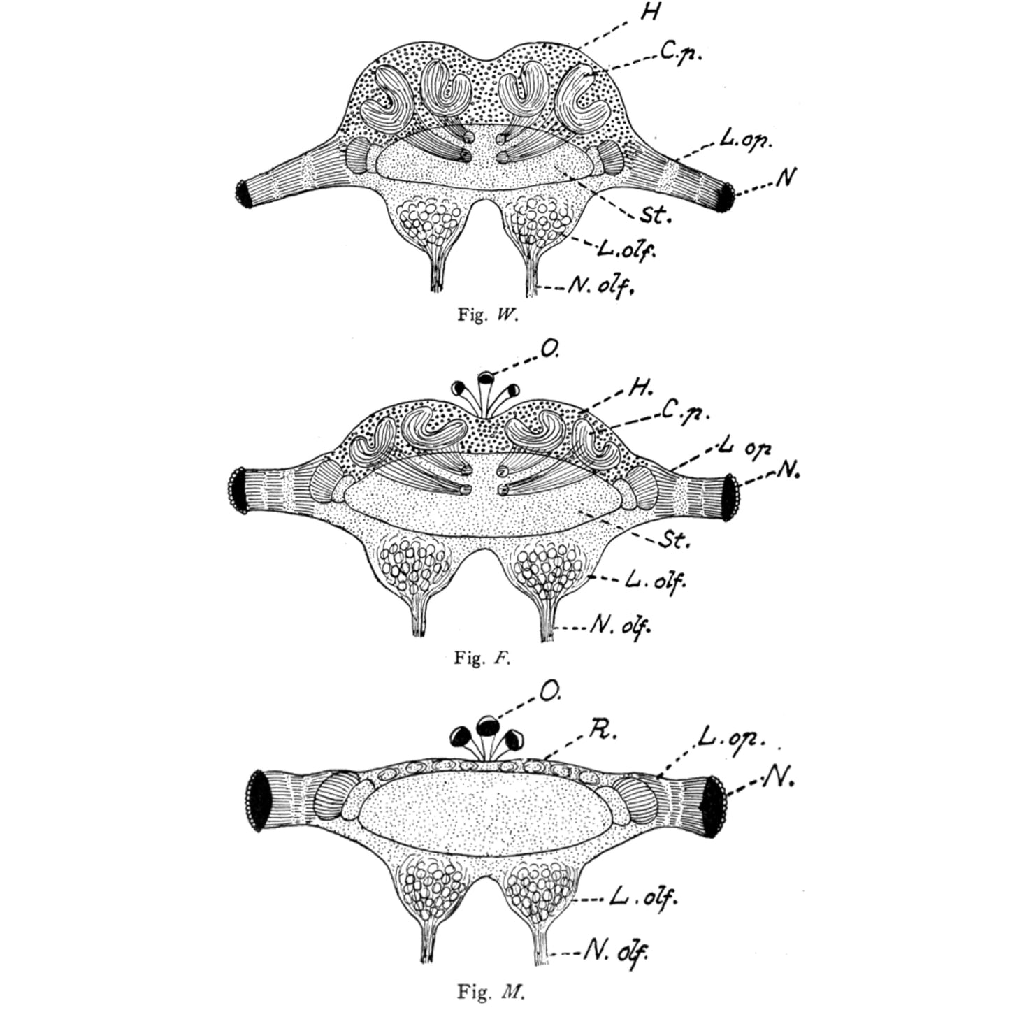 Ants and Some Other Insects
